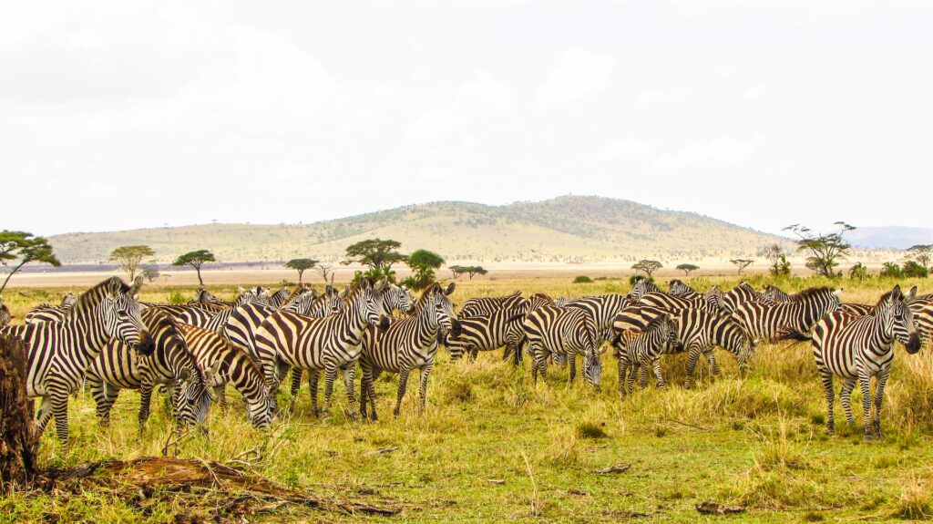 African Safari