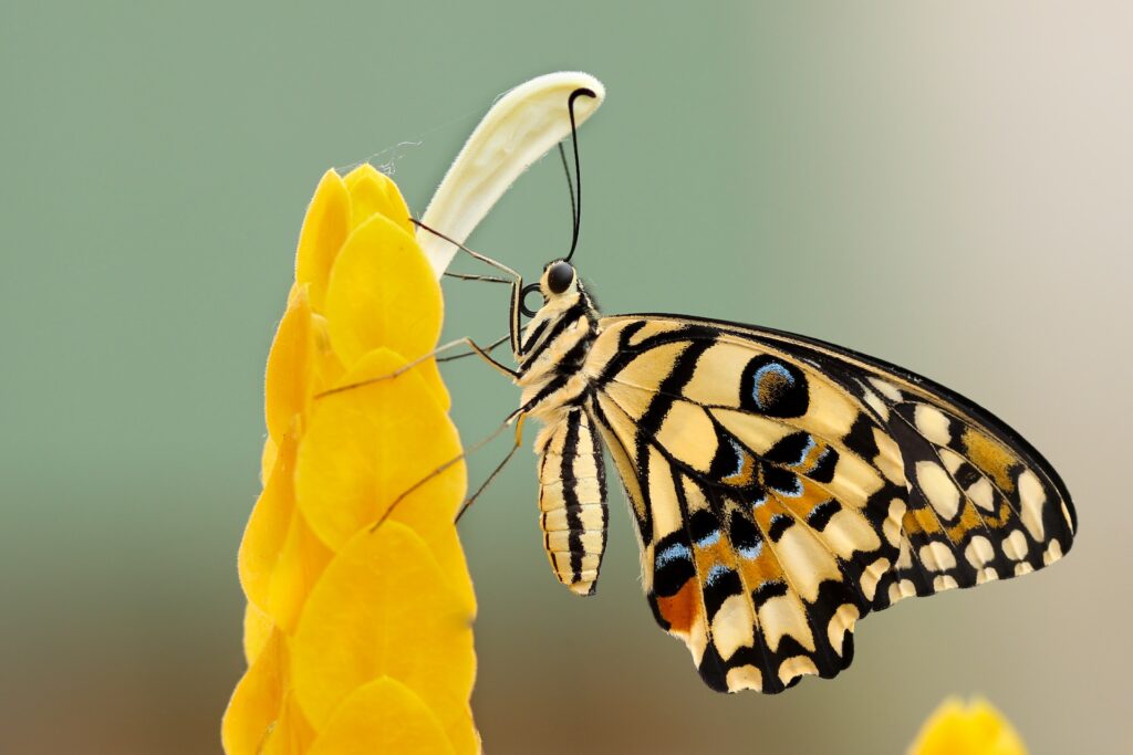 pencil shaving art butterfly