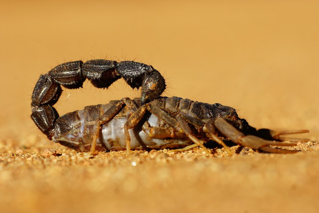 scorpions in oklahoma