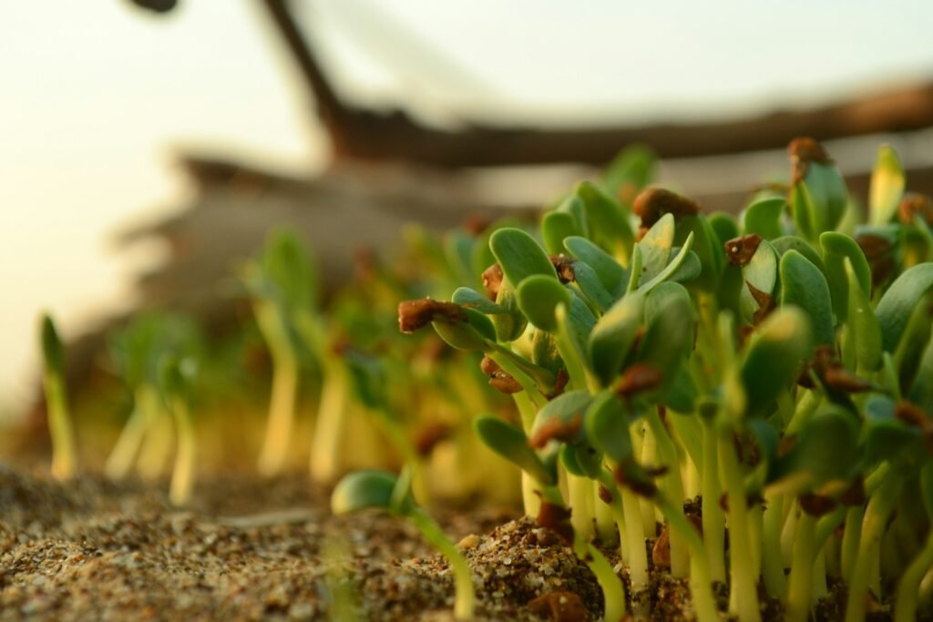 rapeseed future