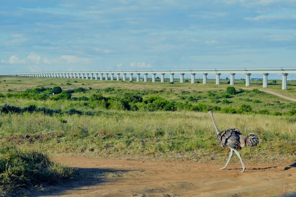 Wildlife Tourism